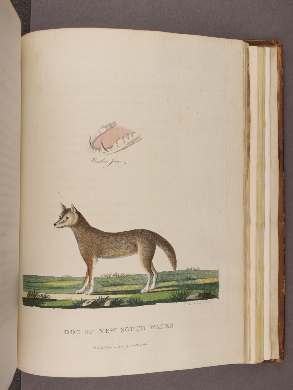 Plate 45